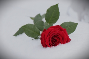 冬季雪地红色玫瑰花枝摄影图片